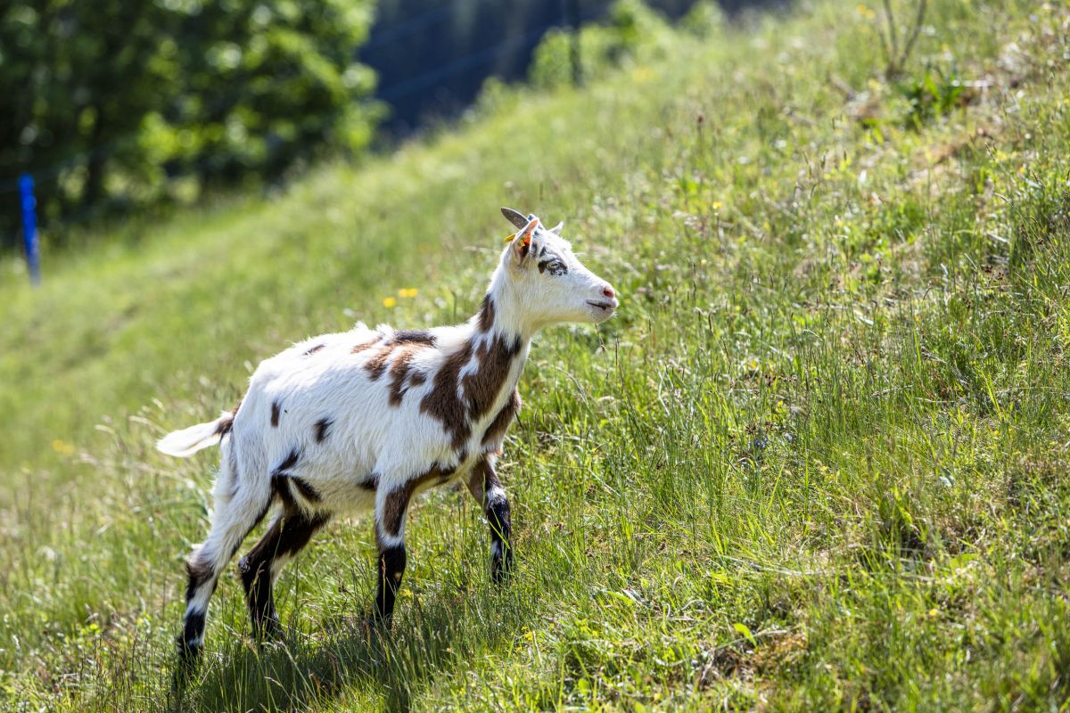 Ziege auf der grünen Weide am Pöchtlhof